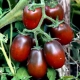 Kenmerken van Black Moor-tomaten en kenmerken van hun teelt