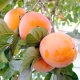 Persimmon Rossiyanka: opis odmiany i zasady uprawy