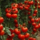 Onbepaalde soorten tomaten: wat is het en hoe kweek je ze?