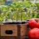 Hoe de grond voorbereiden op tomaten?