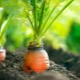 Hoe wortelen te planten zonder verder uit te dunnen?