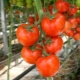 Hoe zorg je voor tomaten: geheimen en kweekmethoden