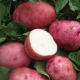 Potato White Rose: raskenmerken en teelt