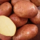 Potato Ilyinsky: beschrijving van de variëteit en regels van landbouwtechnologie