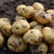 Potato Leader: kenmerken van het ras en de teelt