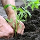 Wanneer en hoe tomaten in de volle grond planten?