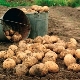 Wanneer graven en hoe aardappelen bewaren?