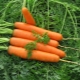 Carrots Canada F1: beschrijving en kweektips