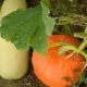 Is het mogelijk om courgette en pompoen naast elkaar te planten?