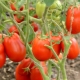 Beschrijving van de variëteit aan tomaten 