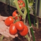 Beschrijving van het tomatenras 