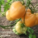 Beschrijving van het tomatenras Golden Heart