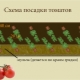 Basisschema's voor het planten van tomaten in een kas