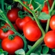 Kenmerken van de hybride tomatenvariëteit Linda F1