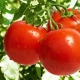 Functies en regels voor het kweken van tomaten 