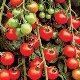 Kenmerken en variëteiten van cherrytomatenrassen Cherry