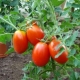 Kenmerken van het tomatenras Caspar F1