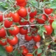 Kenmerken van tomaten van de vroege variëteit Thumbelina