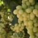 Features of grapes Magarach