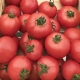 Kenmerken van groeiende tomatenrassen Torbay