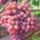 Características del cultivo de uvas Kishmish radiante.