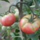 Why do tomatoes turn yellow in a greenhouse?