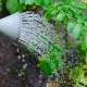 Aardappelen in de volle grond water geven: kenmerken en timing