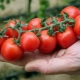 Cherrytomaten: variëteiten, voordelen, teelt