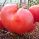 Tomatite 