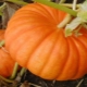 Pumpkin Growing Secrets Smile