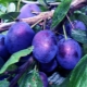 Plum Etude: raskenmerken en kweektips