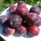 Plum Candy: charakterystyka odmiany i cechy uprawy