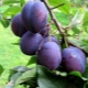 Plum Hongaars: variëteiten en hun kenmerken