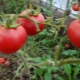 Tomato Agata: voor- en nadelen, teeltregels