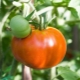 Tomaten Altai-meesterwerk: voordelen en kenmerken