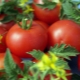 Tomato Anyuta F1: charakterystyka i plon odmiany