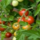 Tomato Betta: beschrijving en teelt van variëteiten