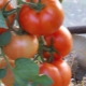 Tomato Bobkat F1: opis i plon odmiany