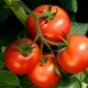 Tomato summer resident: description and growing process