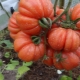 Tomatenchampignonmand: kenmerken en beschrijving van het kweekras