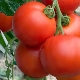 Tomato Intuition F1: voordelen en teeltregels