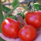 Tomato Doll: kenmerken en teelttechnologie