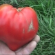 Tomato Sugar Bison: voordelen en kenmerken van planten