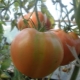 Tomato Hat Monomakh: opis odmiany i zasady uprawy