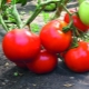 Tomatoes Big Mommy: description of the variety and subtlety of cultivation