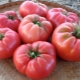 Wild Rose Tomatoes: beschrijving en groeidetails