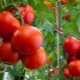 Tomaten Evpator: kenmerken van de variëteit en de subtiliteiten van fokken