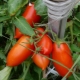 Tomaten Koenigsberg: beschrijving van de variëteit en subtiliteiten van de teelt