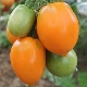 Southern tan tomaten: kenmerken, opbrengst en teelt