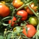 Tomatoes Titan: characteristics and description of the variety